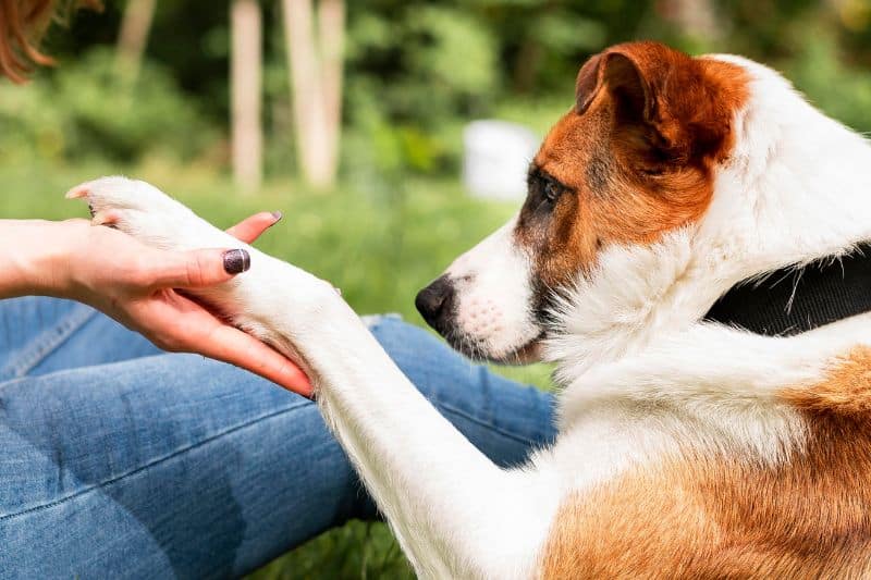 perro dándole la pata a una mujer