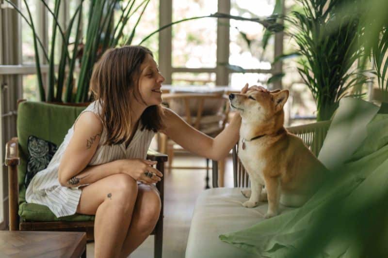 zonas favoritas para acariciar a un perro