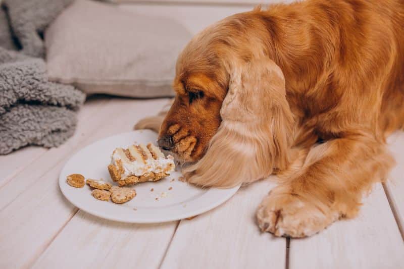 Perro comiendo dulce, un alimento tóxico para él