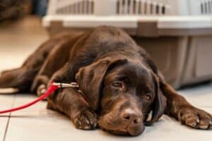 alimentos tóxicos para perros que puedes tener en casa