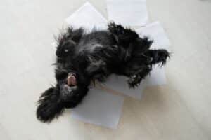 Cómo tranquilizar a un perro