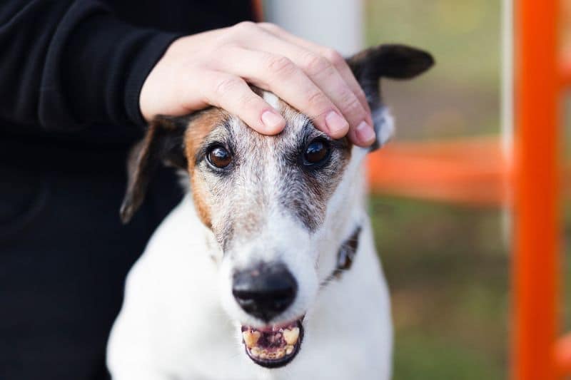 Por qué se ponen nerviosos los perros