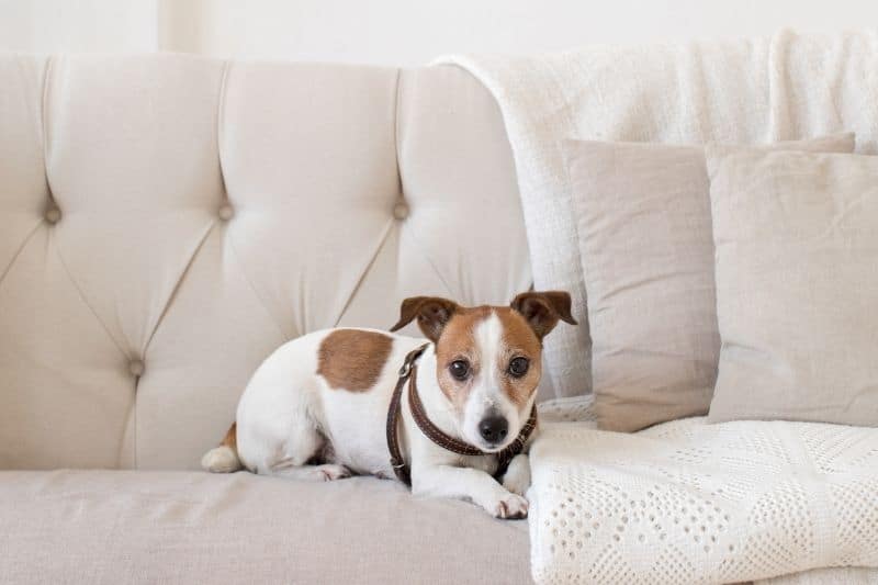 consejos para un buen lenguaje canino