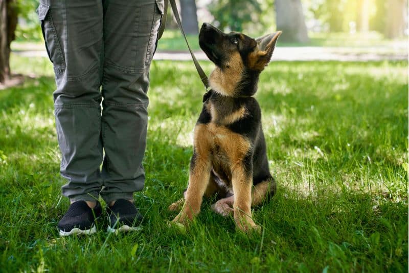 etólogo canino