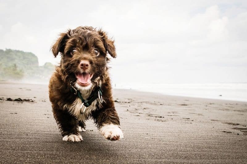lenguaje canino como prevencion de problemas
