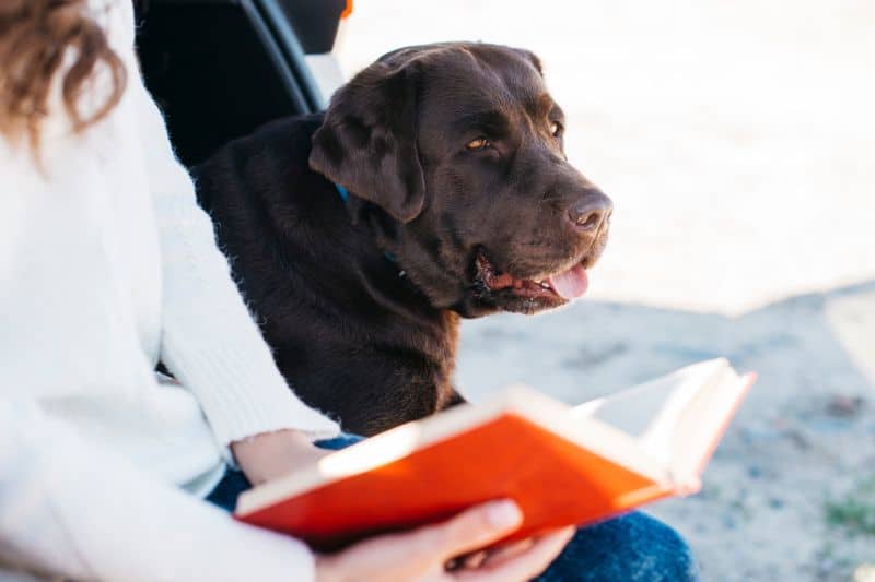 lenguaje canino