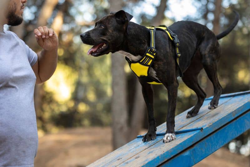 cómo tranquilizar a un perro