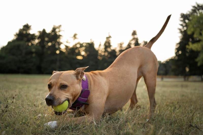 perro jugando con la pelota