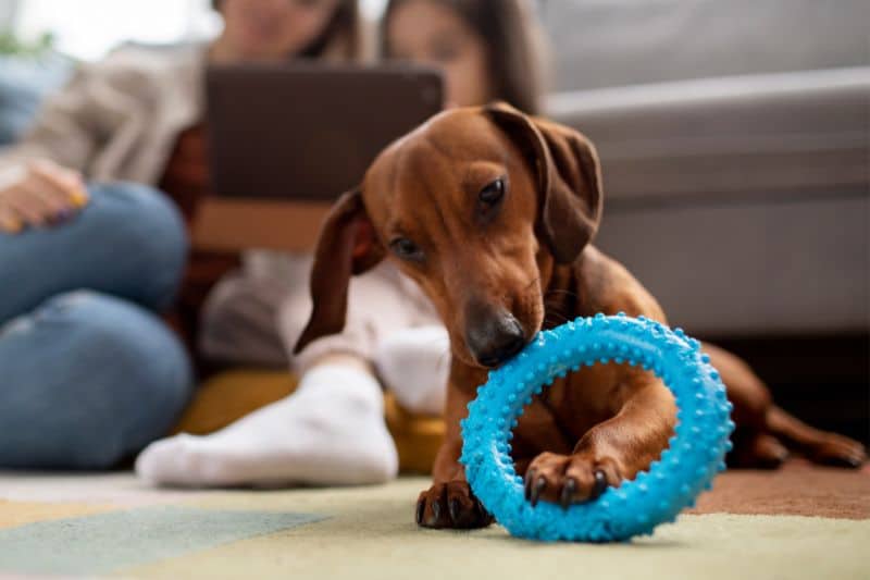 perro jugando