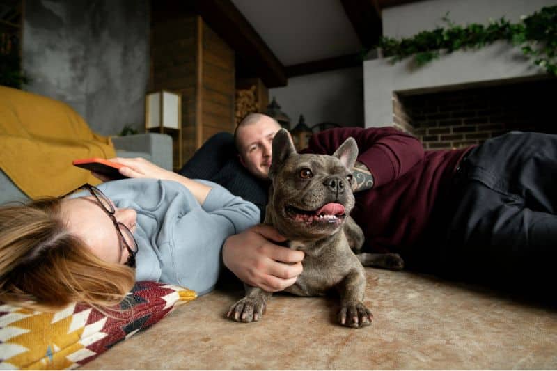 perros y tutores juntos