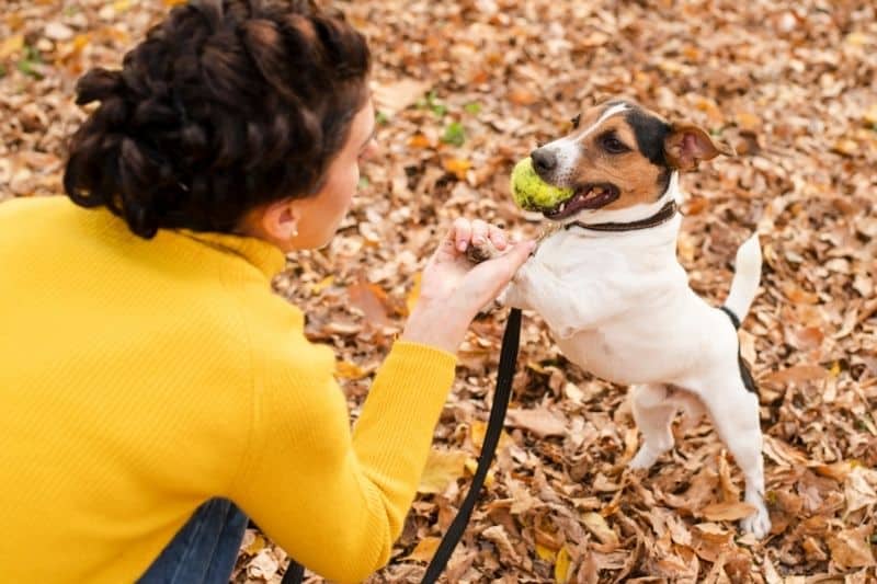 educar a un perro