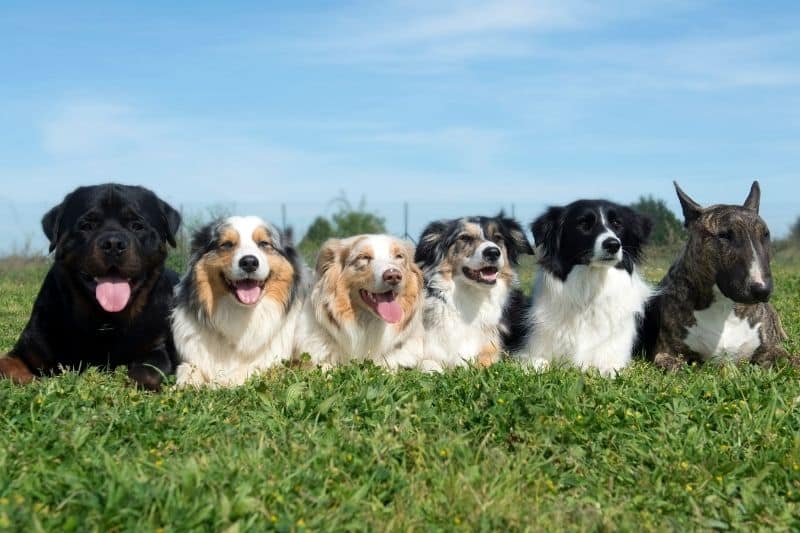 perros de distintas razas