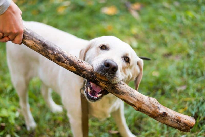 Perro jugando al aire libre