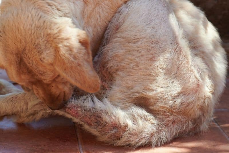 los perros se muerden la cola