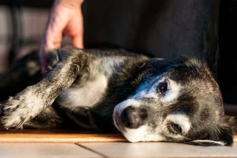 perro con molestias físicas