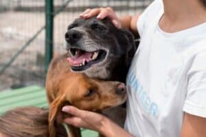 Adoptar un perro mayor