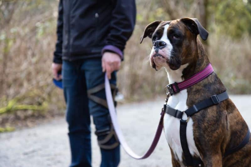 hombre-con-perro-de-pie-al-aire-libre