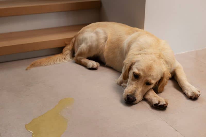 mi perro se hace pis en casa