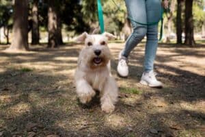 Mi perro no obedece cuando ve otros perros