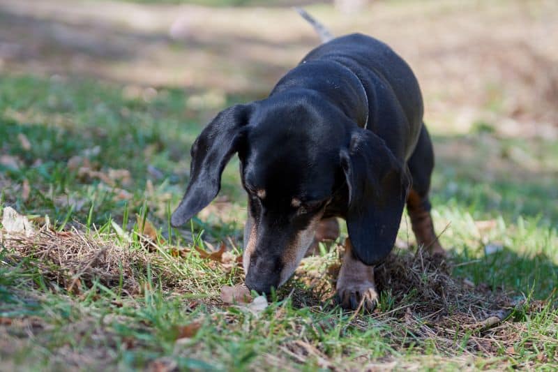 Por qué los perros se comen la caca