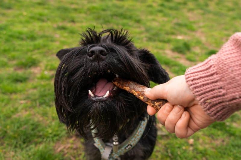 perro disfrutando de una chuche