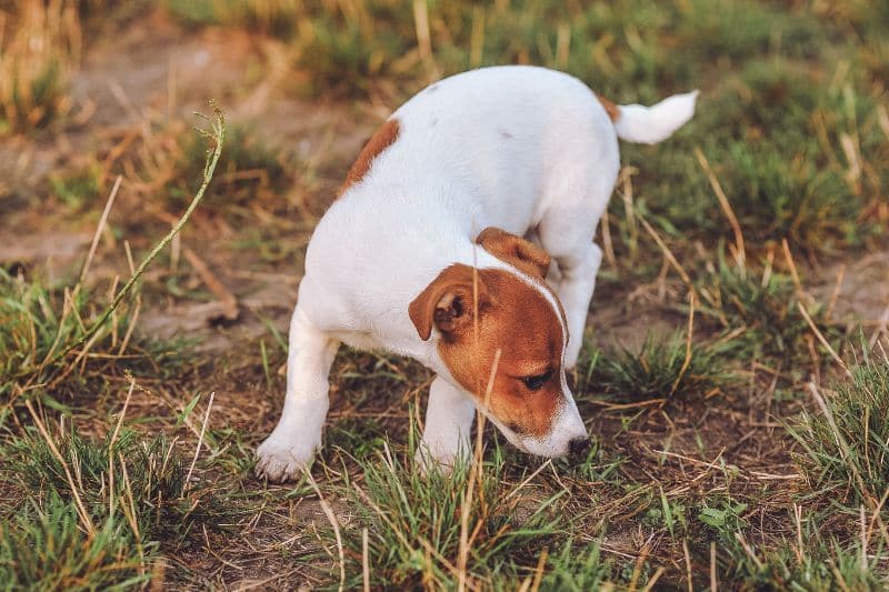 perro oliendo la tierra
