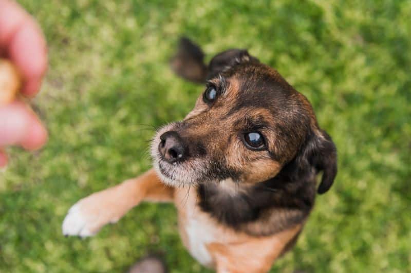 Cuándo un perro deja de ser cachorro y cómo cambia su comportamiento