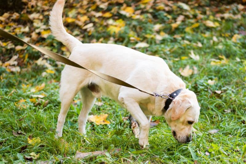 Procesionaria en perros