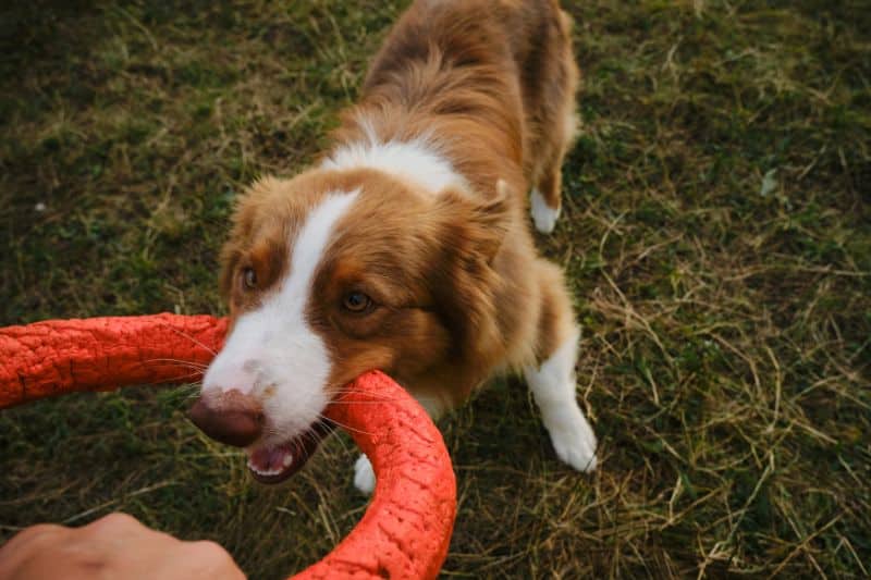cachorro jugando