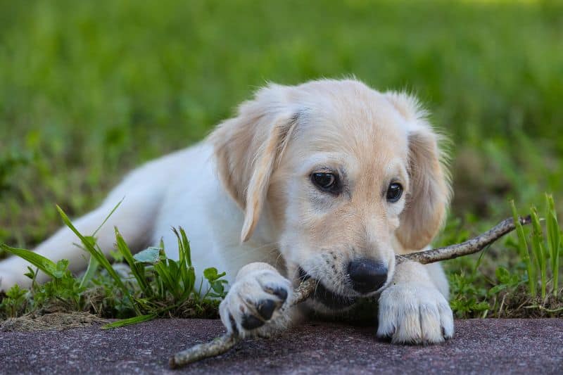 perro cachorro