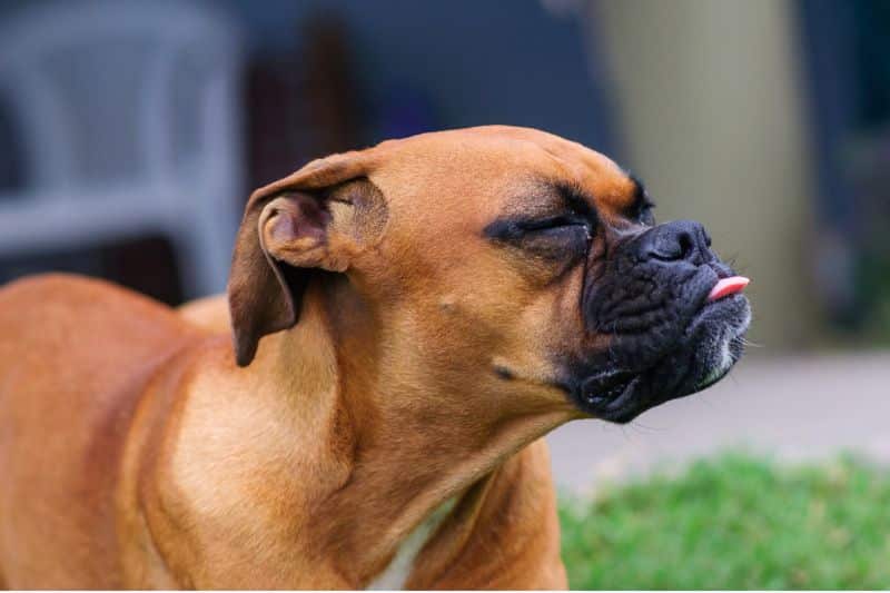 perro con síntomas de procesionaria