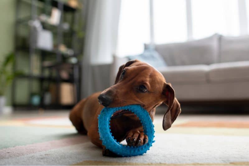 perro mordiendo un juguete