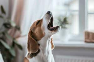 Cómo evitar que tu perro ladre cuando llaman al timbre