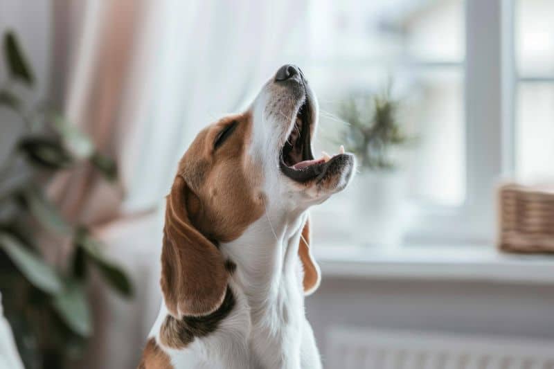 Cómo evitar que tu perro ladre cuando llaman al timbre