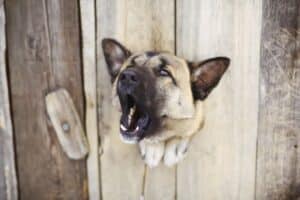 Mi perro ladra cuando se queda solo