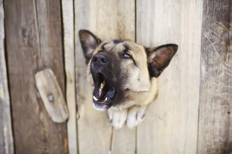 Mi perro ladra cuando se queda solo