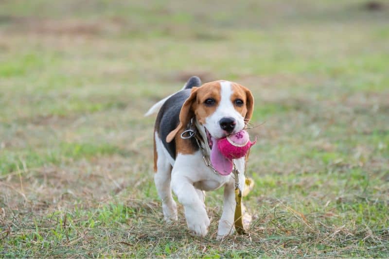 beagle corriendo en el parque