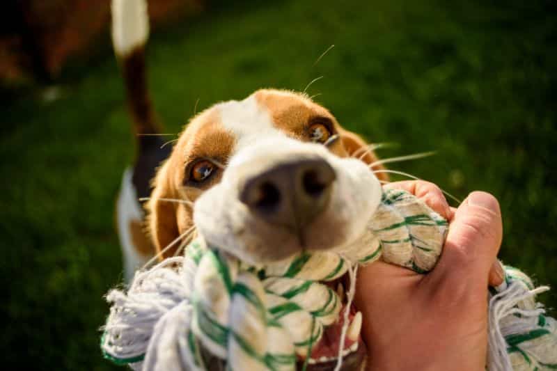 beagle mordiendo un juguete