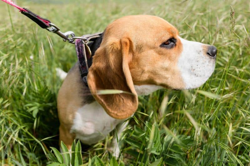 beagle paseando