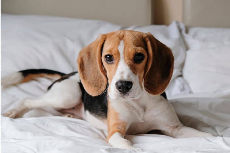 beagle