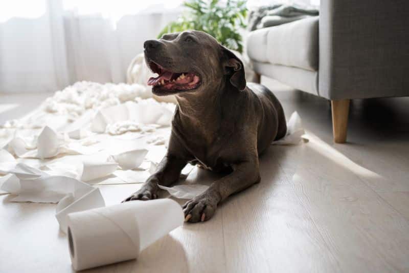 perro destrozando papel higienico