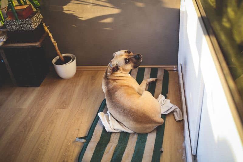 perro ladrando solo