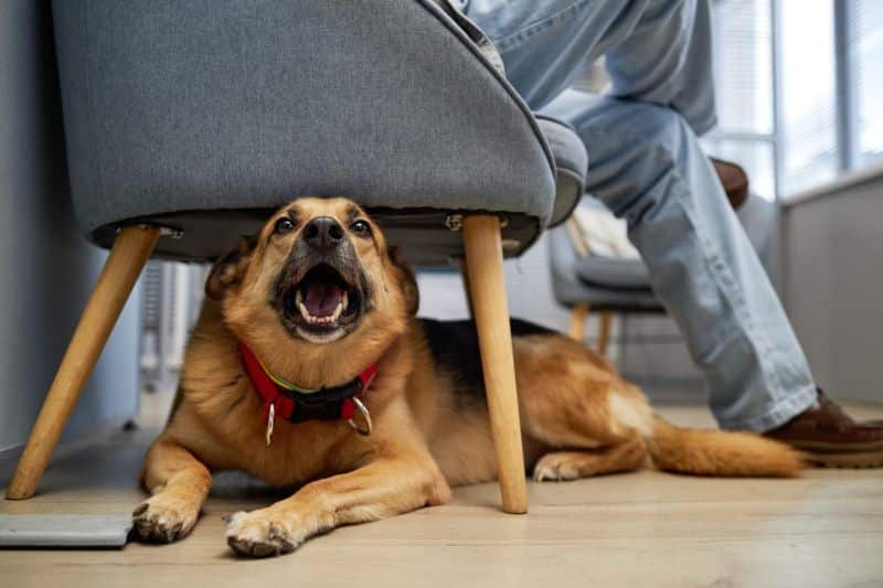 perro ladrando