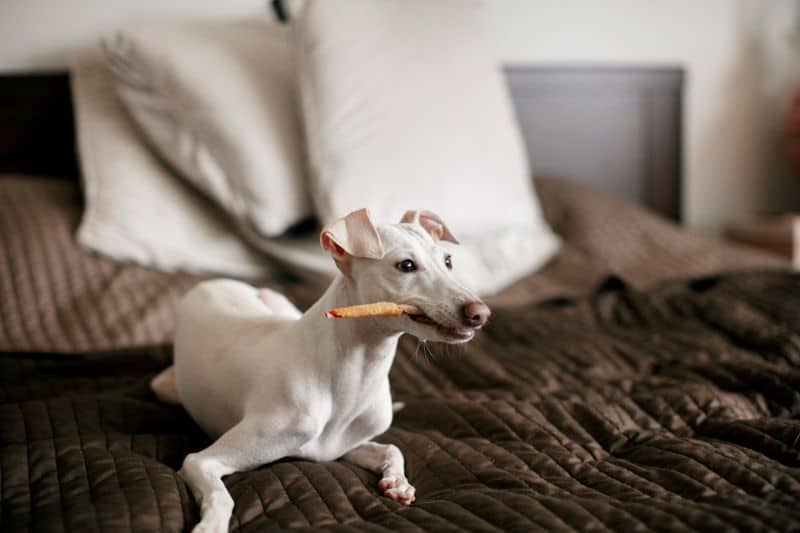 perro mordiendo una chuche