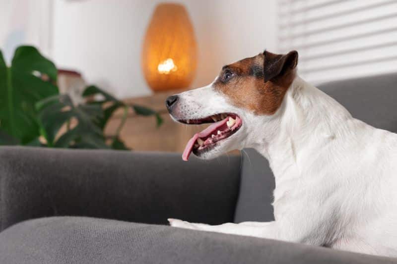 perro tumbado en el sofá