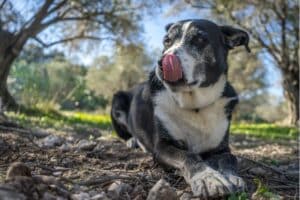 como educar a un perro adulto