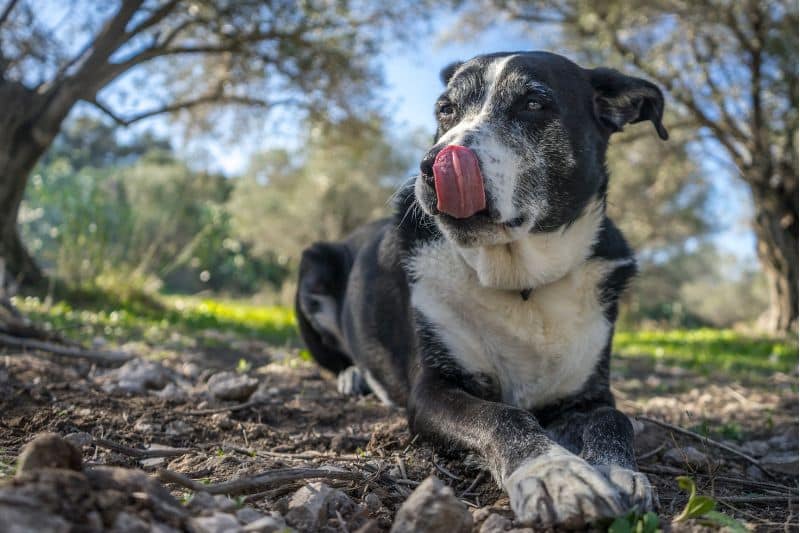 como educar a un perro adulto