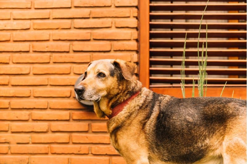perro adulto paseando