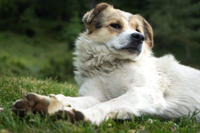 perro adulto tumbado en la hierba