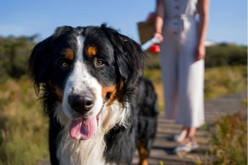 perro paseando en el campo
